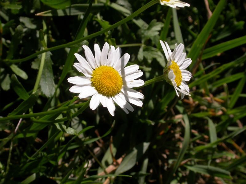 lungo la Val Trebbia